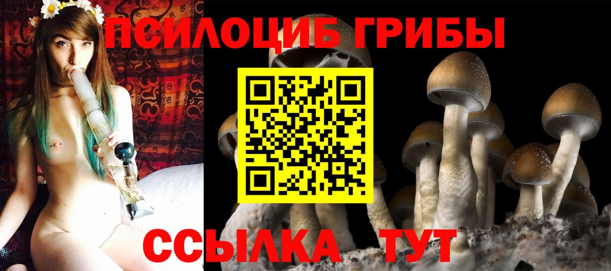 Псилоцибиновые грибы Psilocybine cubensis Кизляр
